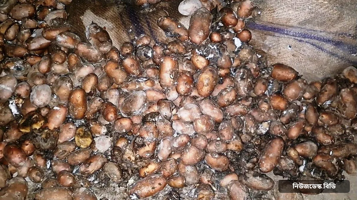 বেশি লাভের আশায় দীর্ঘদিন হিমাগারে, পচা সাড়ে ২২ হাজার মণ আলু এখন গরুর খাবার — ছবি: প্রথম আলো