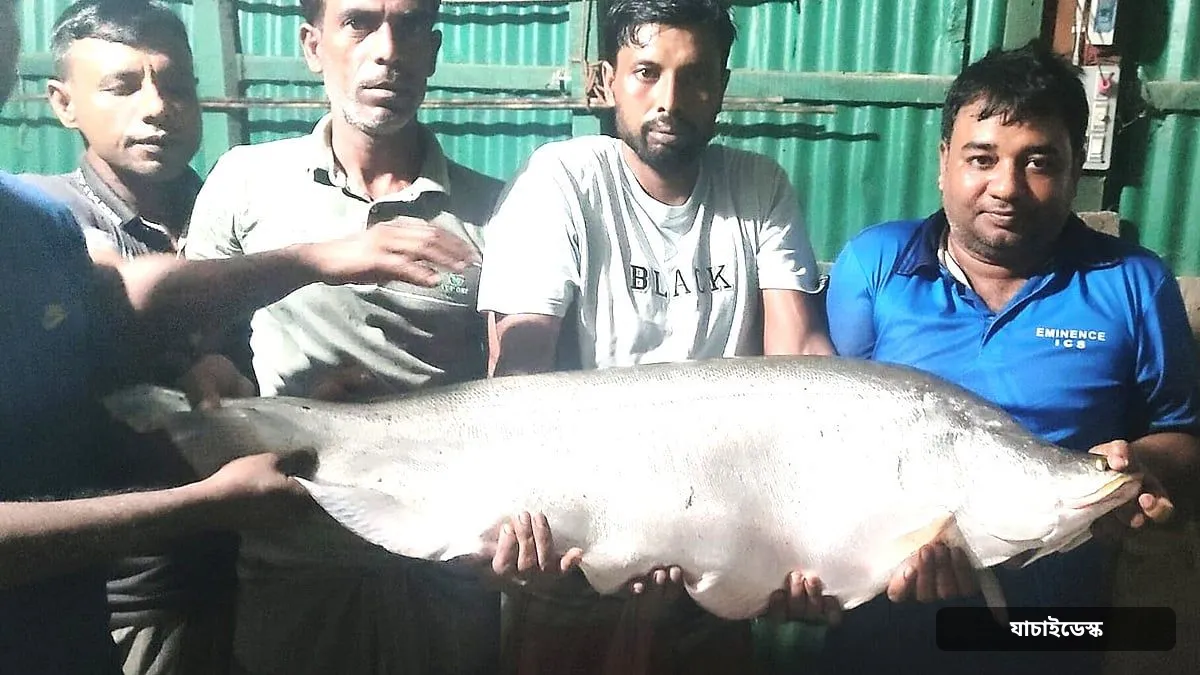 নাটোরে বড়শিতে ধরা পড়ল সাড়ে ১৩ কেজি ওজনের চিতল মাছ
