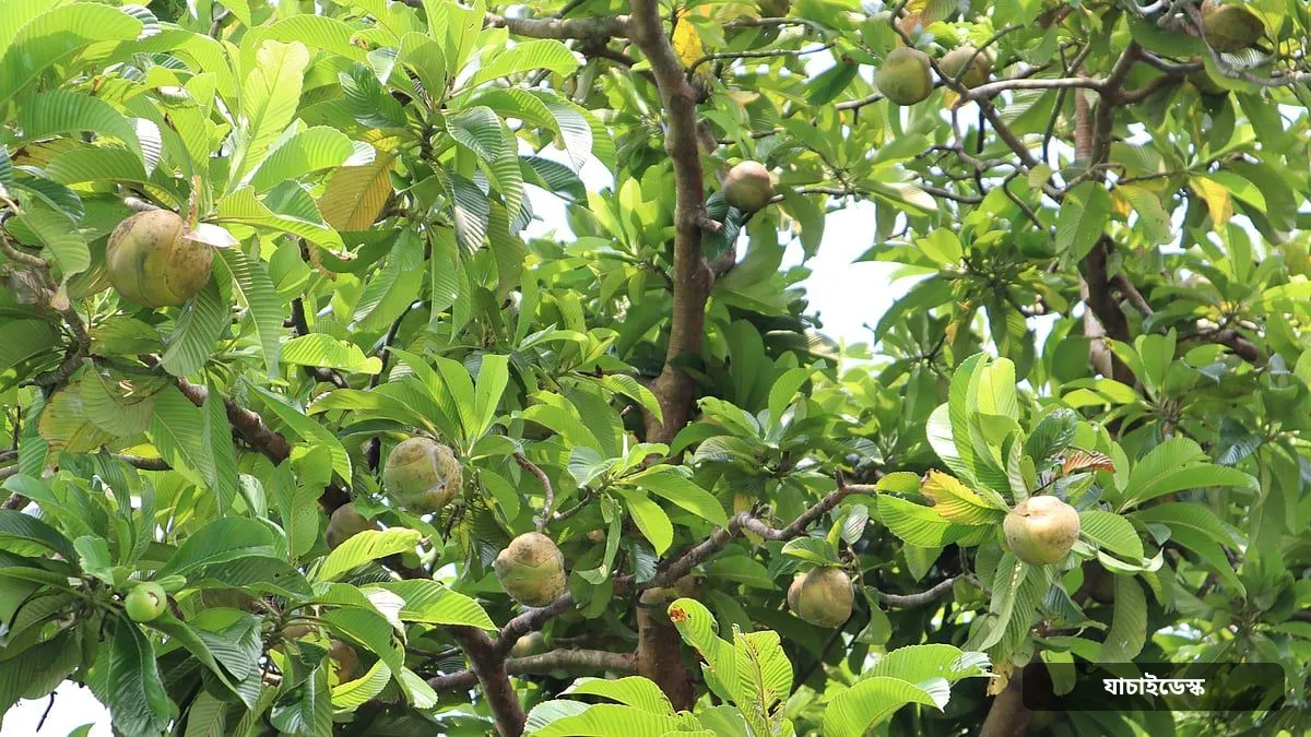 ফলের কদর থাকলেও অবহেলায় ঝরে চালতার ফুল